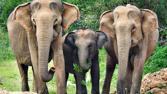 Safari národního parku Yala z Weligama