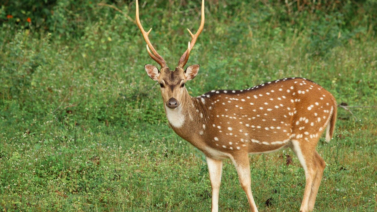 Safari národního parku Yala z Weligama