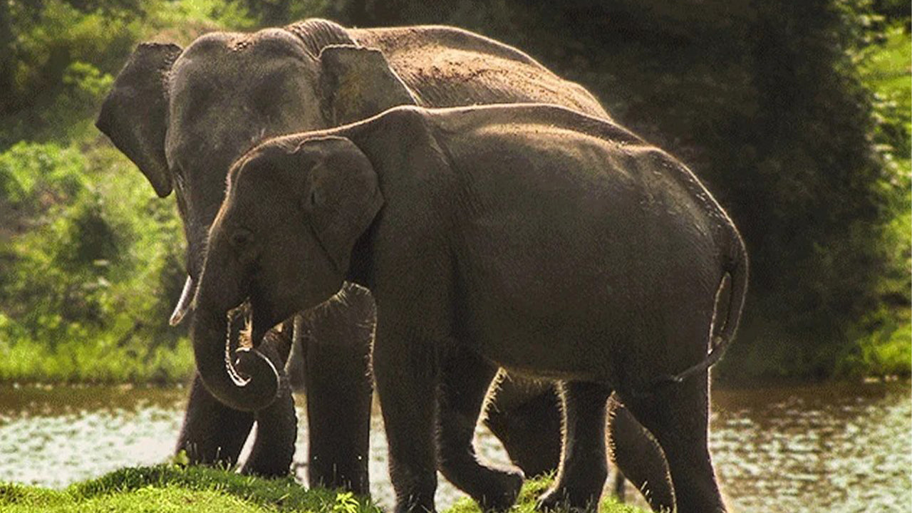 Safari národního parku Yala z Weligama