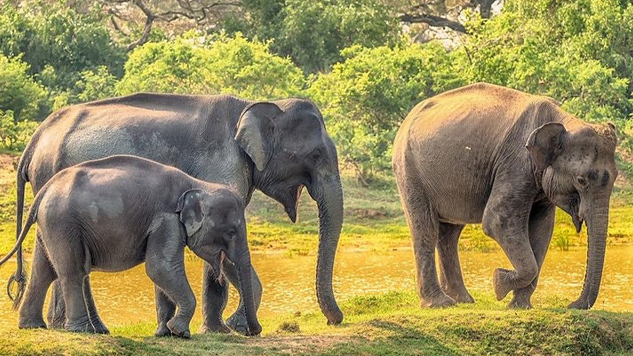 Safari národního parku Yala z Weligama