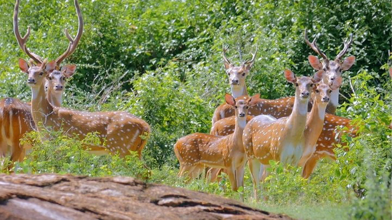 Safari národního parku Yala z Weligama