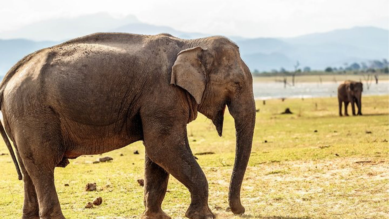 Safari národního parku Udawalawe z Mirissy