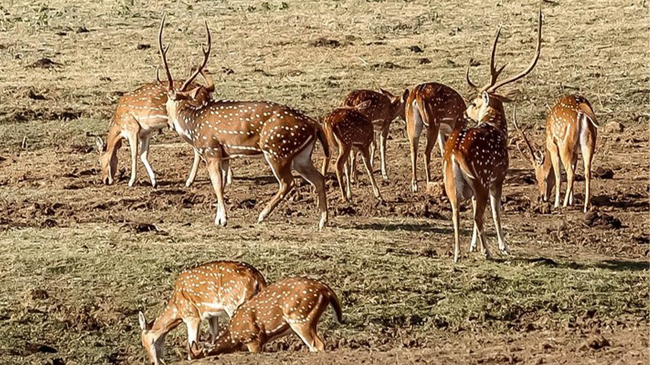 Safari národního parku Udawalawe z Mirissy