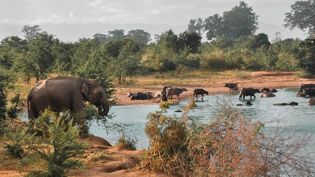 Safari národního parku Udawalawe z Mirissy