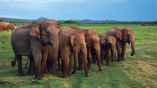 Safari národního parku Udawalawe z Mirissy