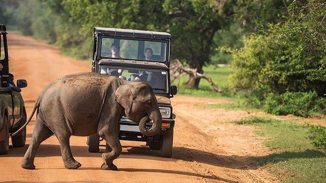 Safari národního parku Udawalawe z Mirissy