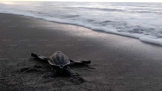 Baby Turtle Release from Hikkaduwa