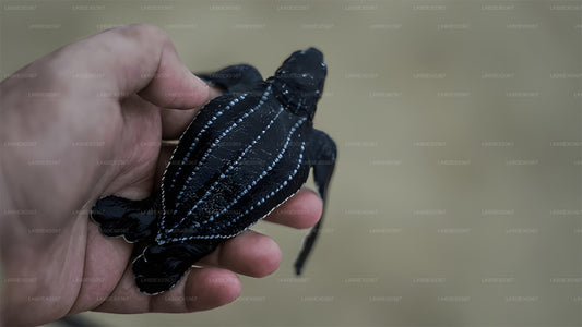 Baby Turtle Release from Induruwa