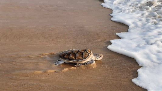 Baby Turtle Release from Unawatuna