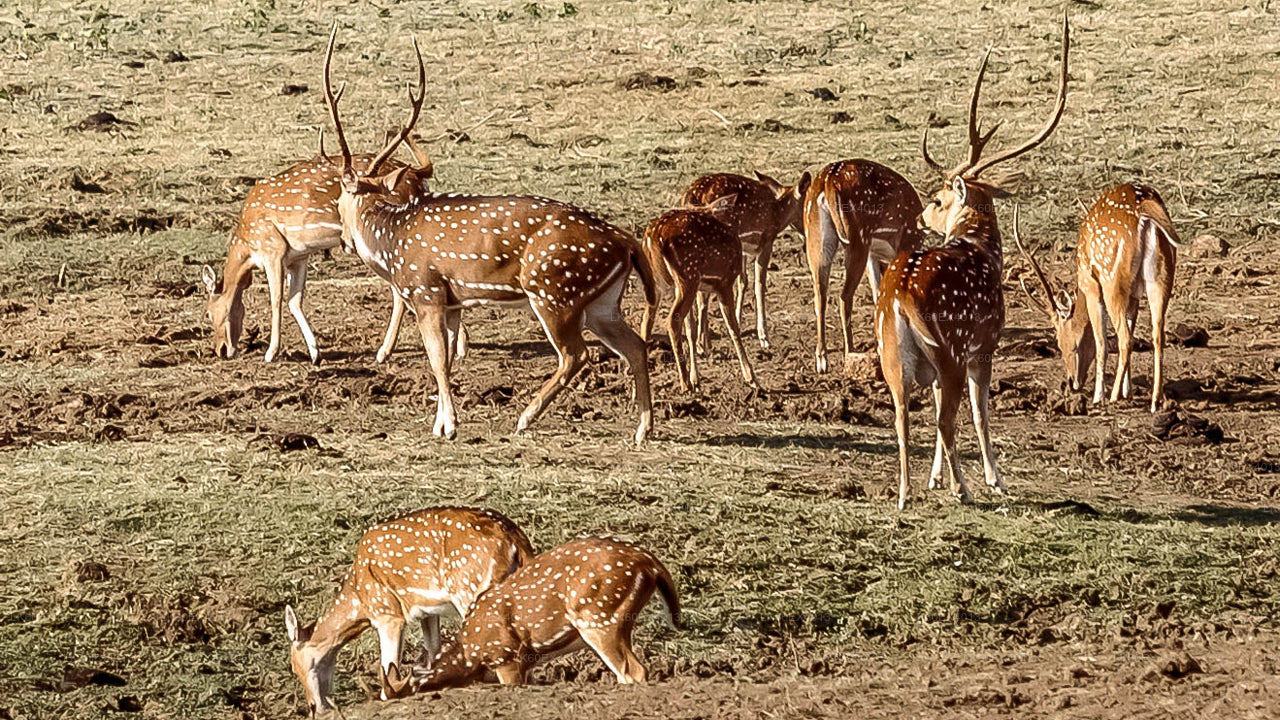 Soukromá prohlídka z Mirissy do Elly s Udawalawe Safari