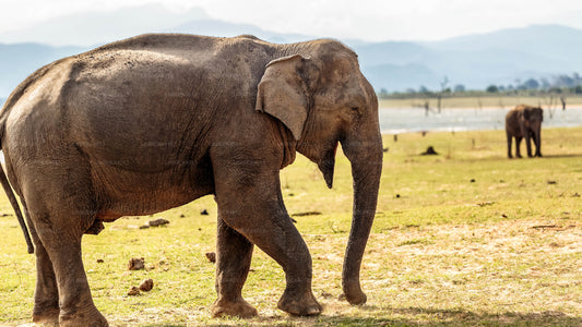 Soukromá prohlídka z Mirissy do Elly s Udawalawe Safari
