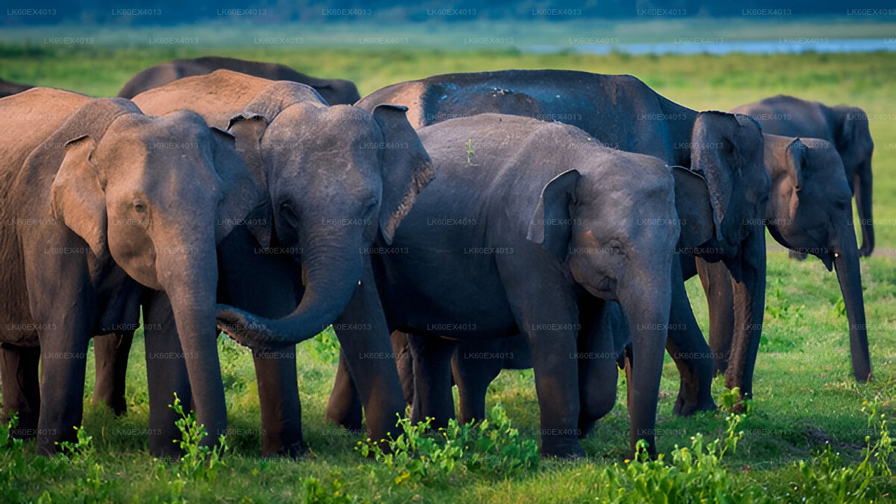 Soukromá prohlídka z Mirissy do Elly s Udawalawe Safari
