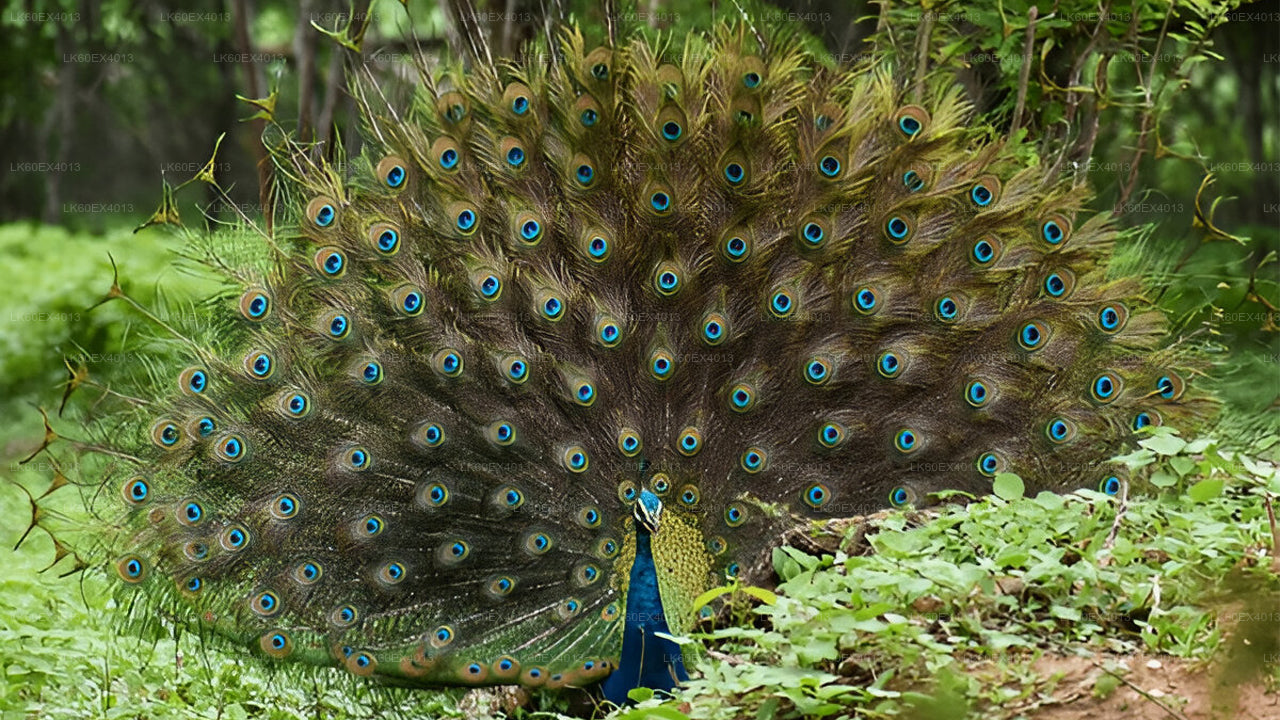 Soukromá prohlídka z Mirissy do Elly s Udawalawe Safari