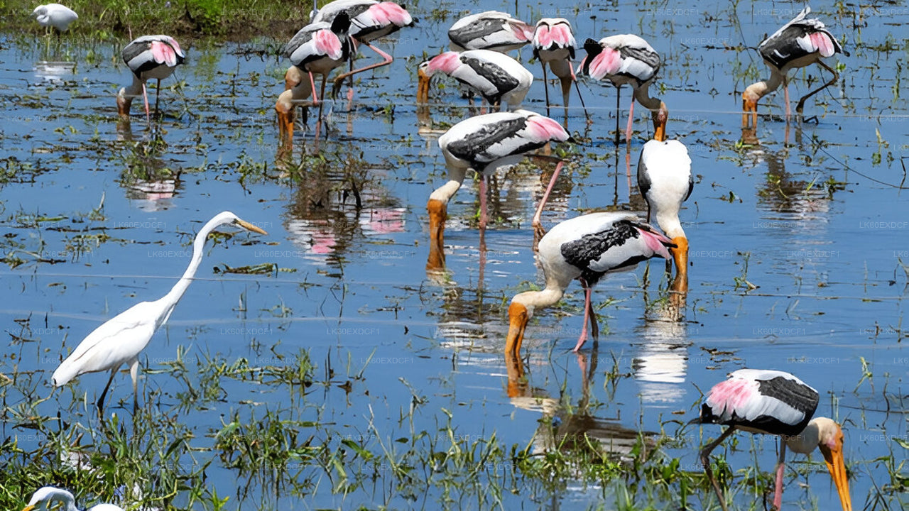 Soukromá prohlídka z Elly do Mirissy s Udawalawe Safari
