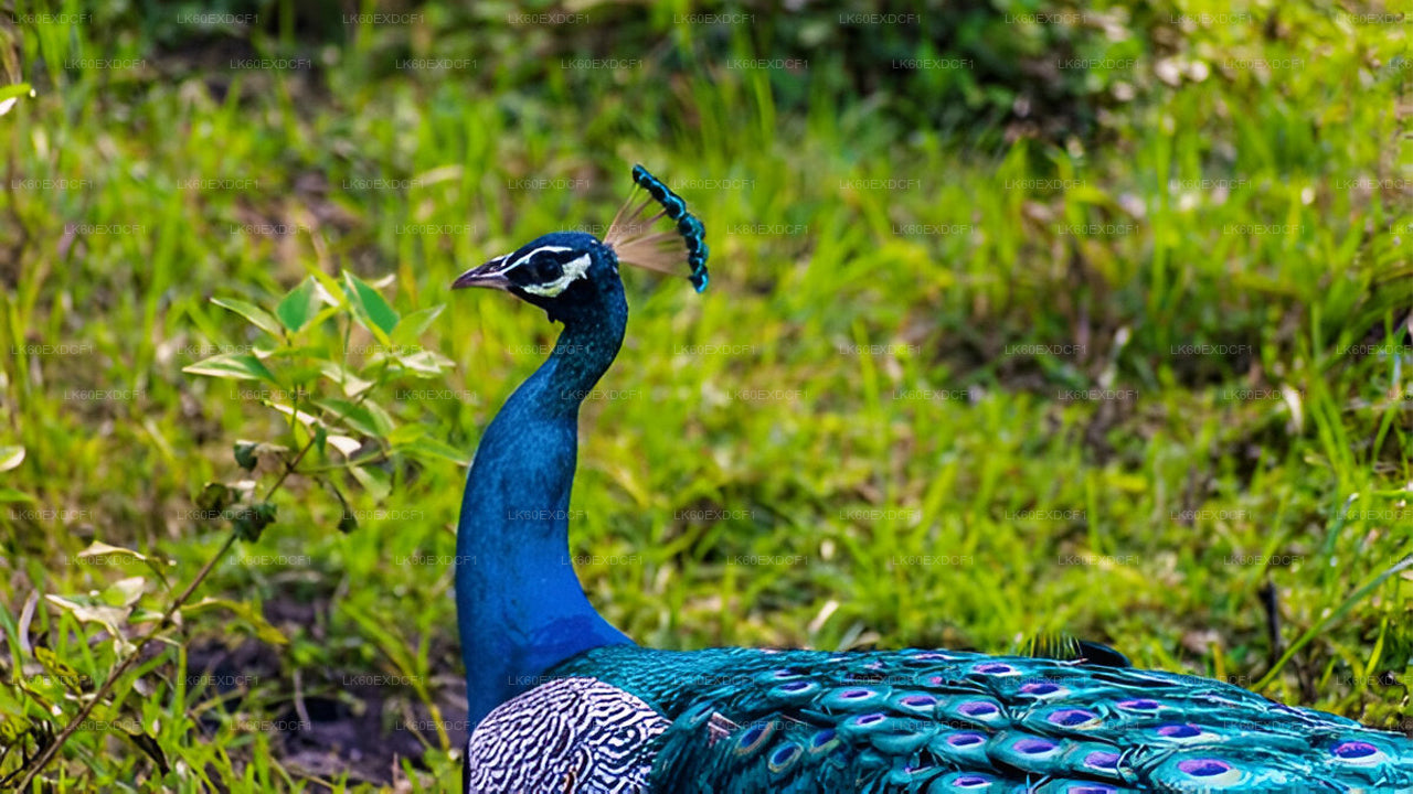 Soukromá prohlídka z Elly do Mirissy s Udawalawe Safari