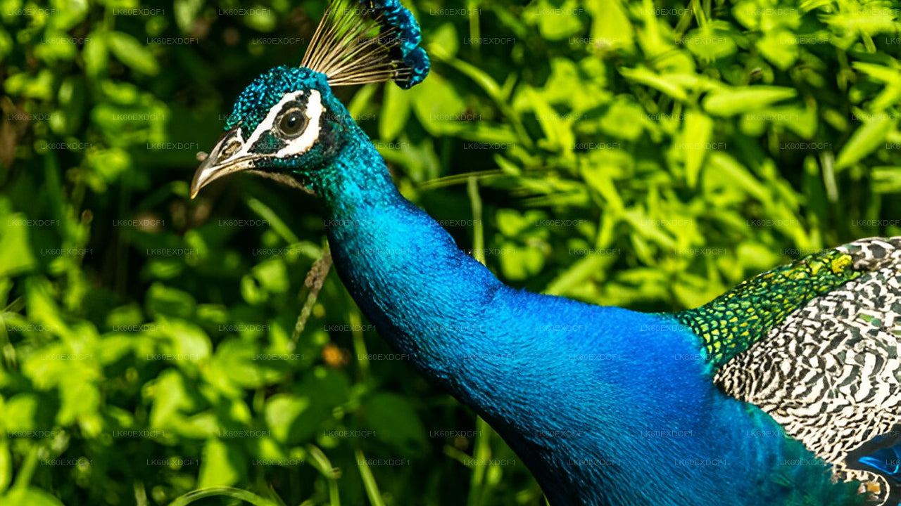 Soukromá prohlídka z Elly do Mirissy s Udawalawe Safari