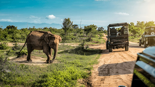 Soukromá prohlídka z Elly do Mirissy s Udawalawe Safari