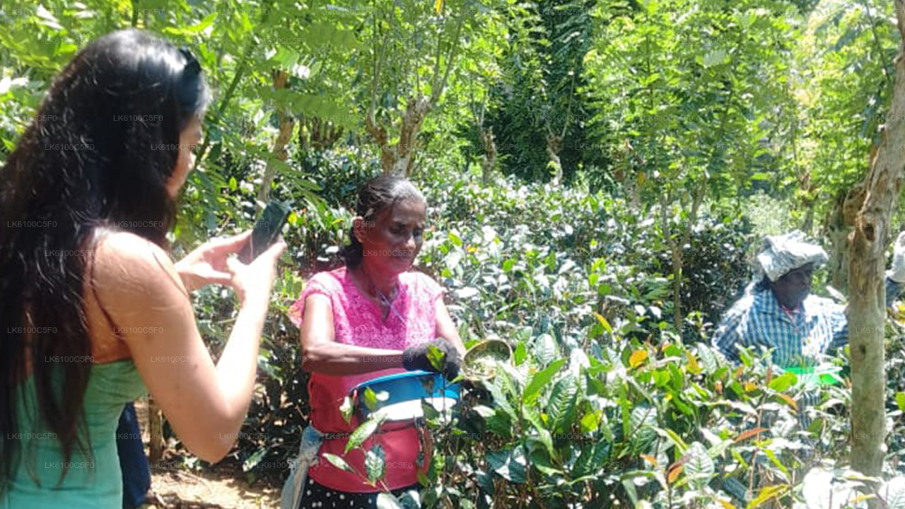 Prozkoumejte skryté klenoty Galle a povečeřte s místními obyvateli