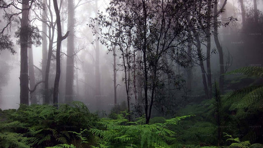 Dobrodružný výlet do deštného pralesa Sinharaja