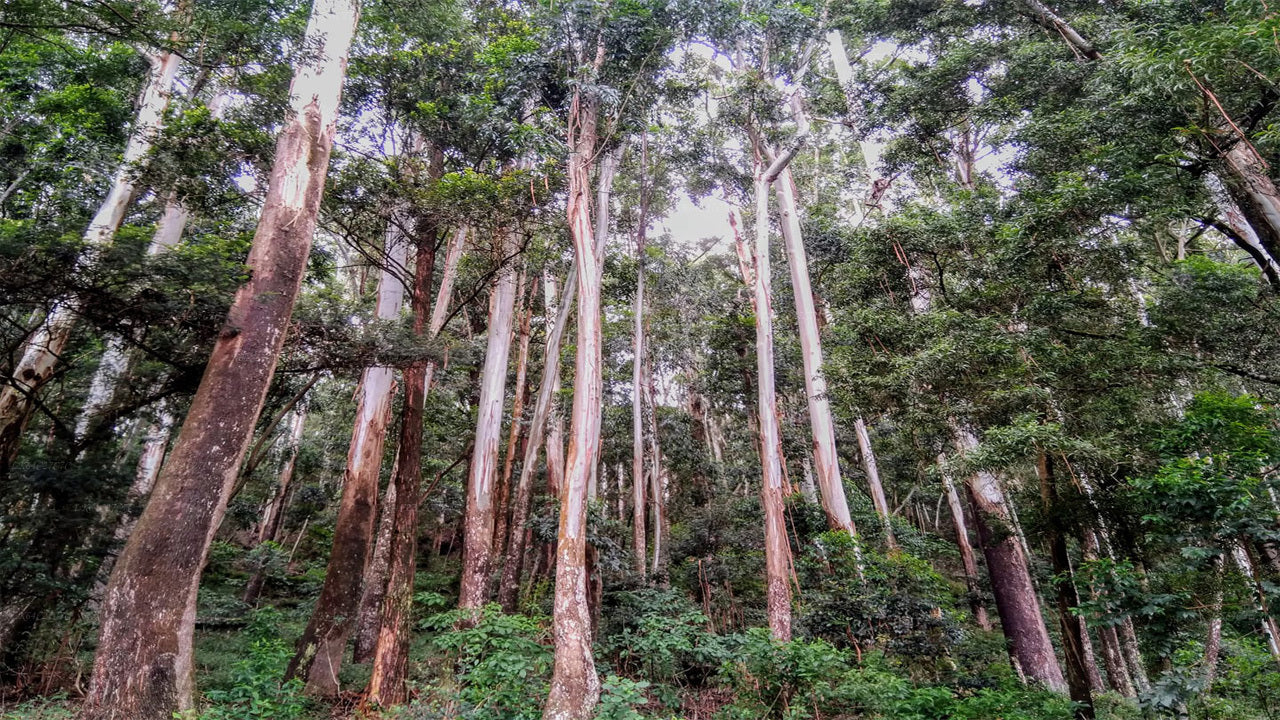 Trek k Lví skále z deštného pralesa Sinharaja