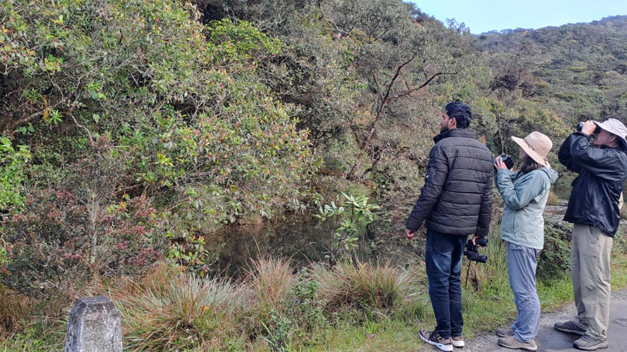 Pozorování ptáků z deštného pralesa Sinharaja