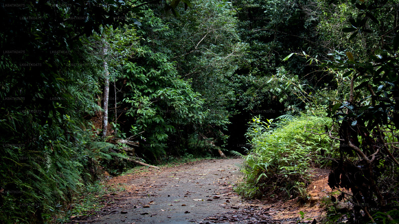 Pozorování ptáků z deštného pralesa Sinharaja