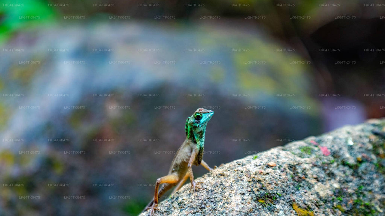 Pozorování ptáků z deštného pralesa Sinharaja