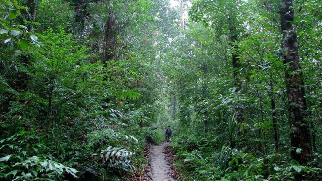 Trek k Lví skále z deštného pralesa Sinharaja