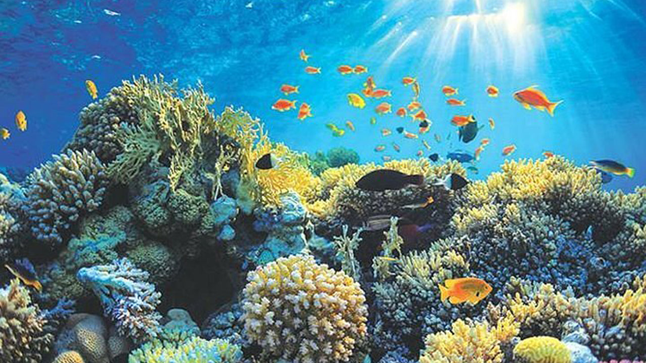 Jízda lodí se skleněným dnem z Hikkaduwy