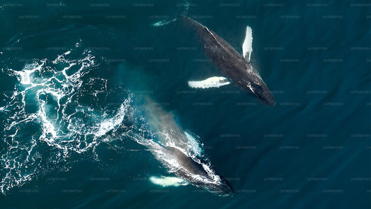 7hodinová soukromá plavba za pozorováním velryb z Mirissy