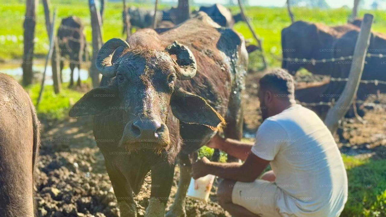 Zkušenosti se zpracováním tvarohu z Tissamaharamy