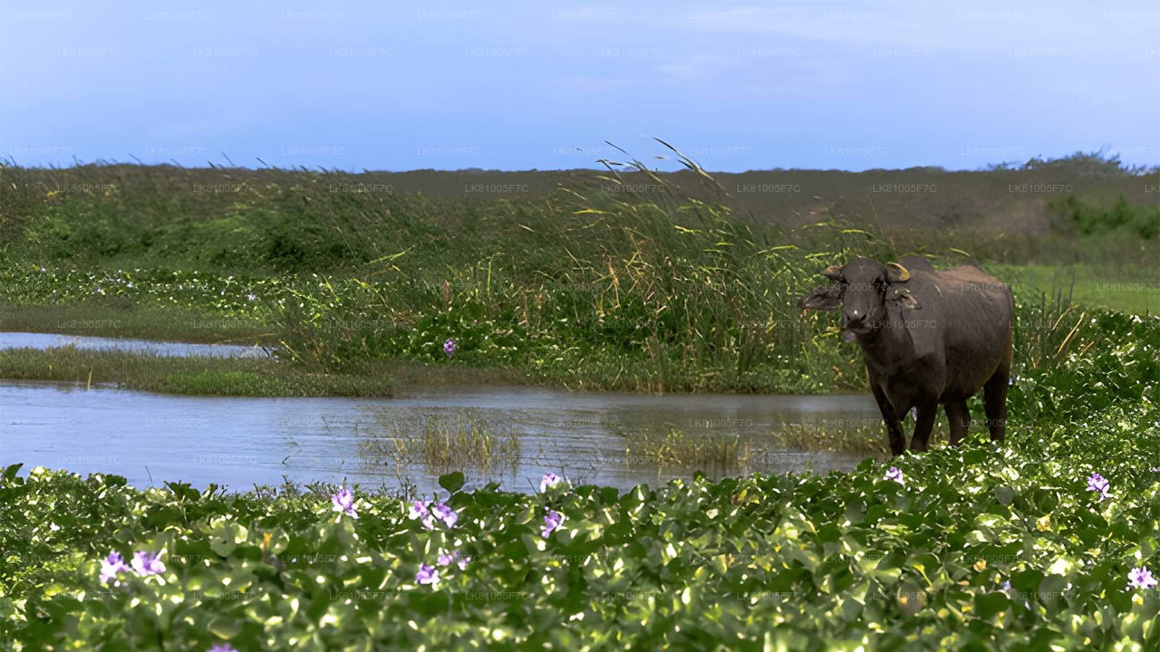 Safari v národním parku Bundala z přístavu Hambantota