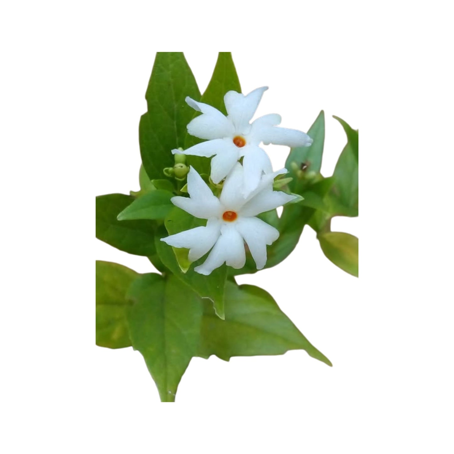 Lakpura® Night Flowering Jasmine (Sepalika) Plant