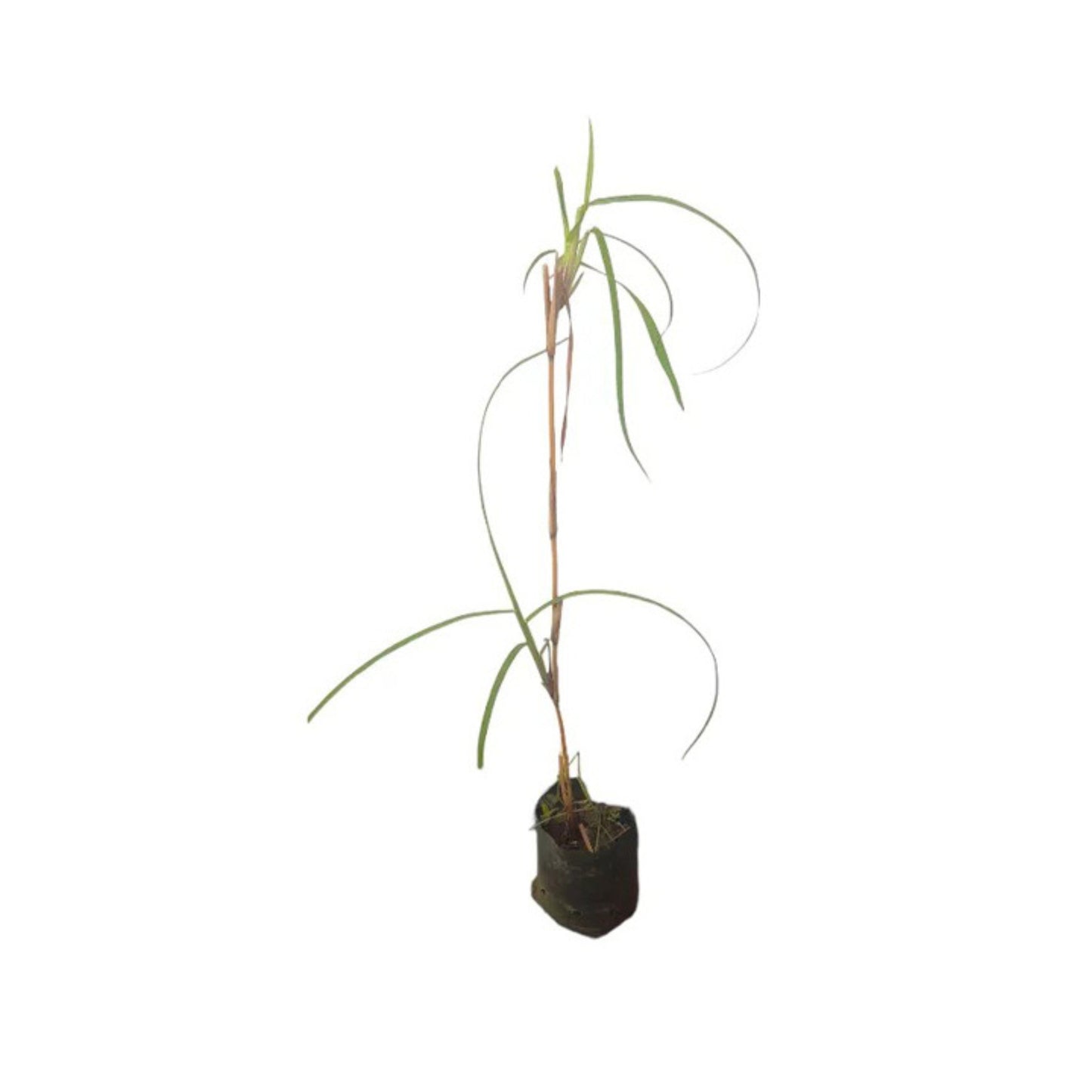 Rostlina Lakpura® Ithana