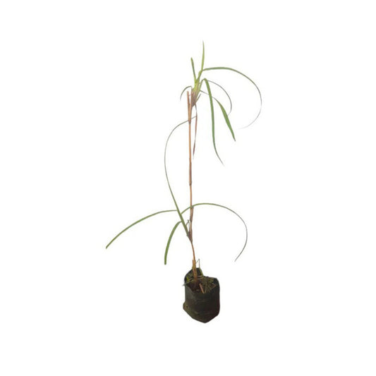 Rostlina Lakpura® Ithana
