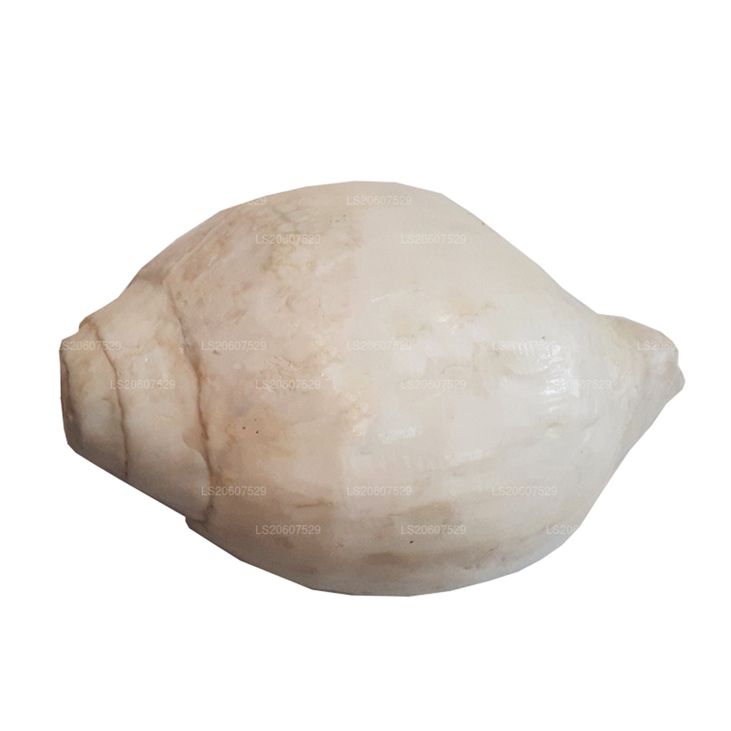 Lakpura® Shankha (Hakgediya)