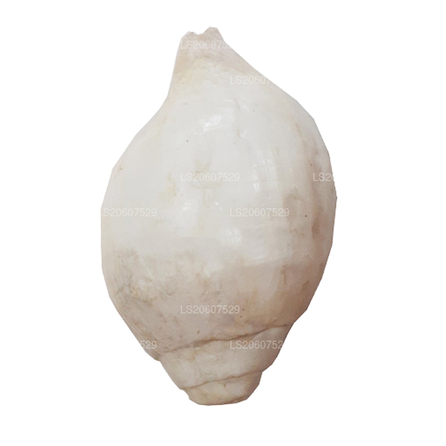 Lakpura® Shankha (Hakgediya)