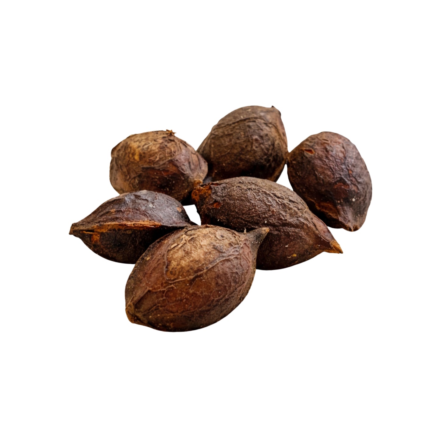 Lakpura® Terminalia Catappa (Kottamba) Celé Semeno