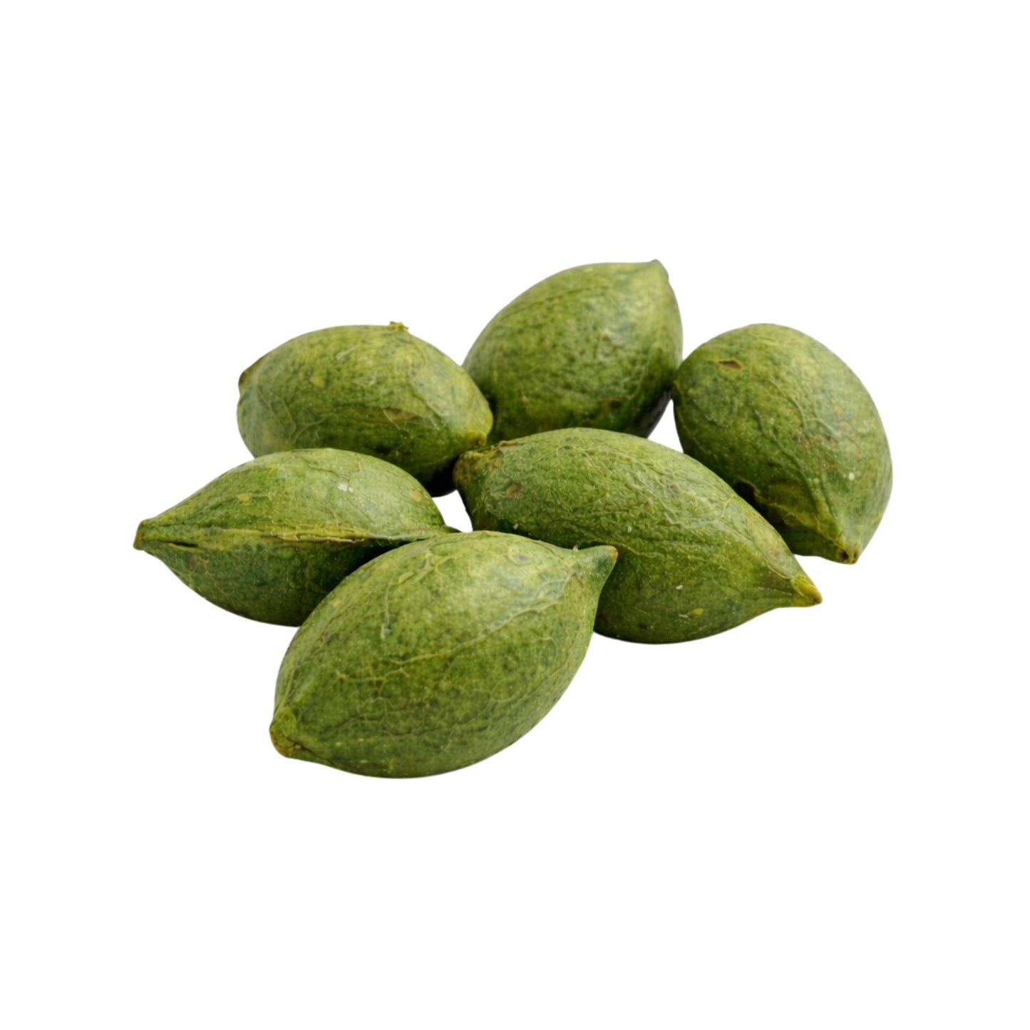 Lakpura® Terminalia Catappa (Kottamba) Celé Semeno