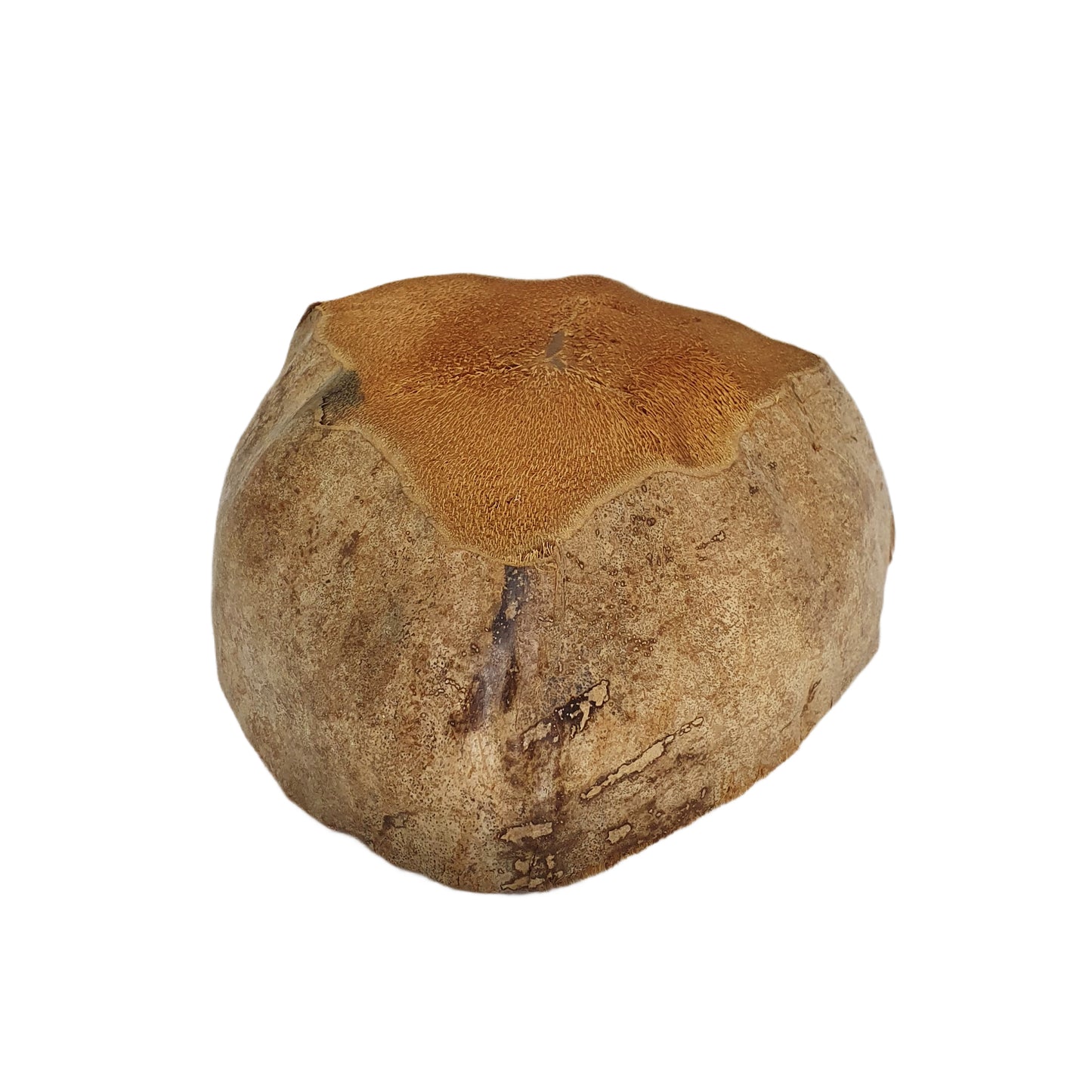 Design květináče Bivenro Natural Coconut (volná velikost)