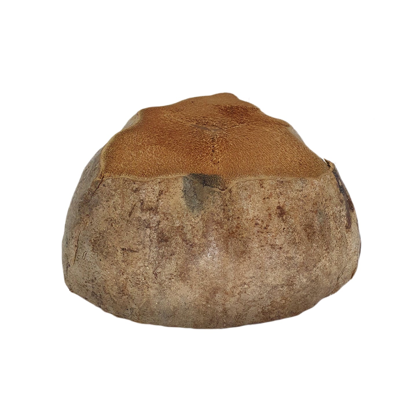 Design květináče Bivenro Natural Coconut (volná velikost)