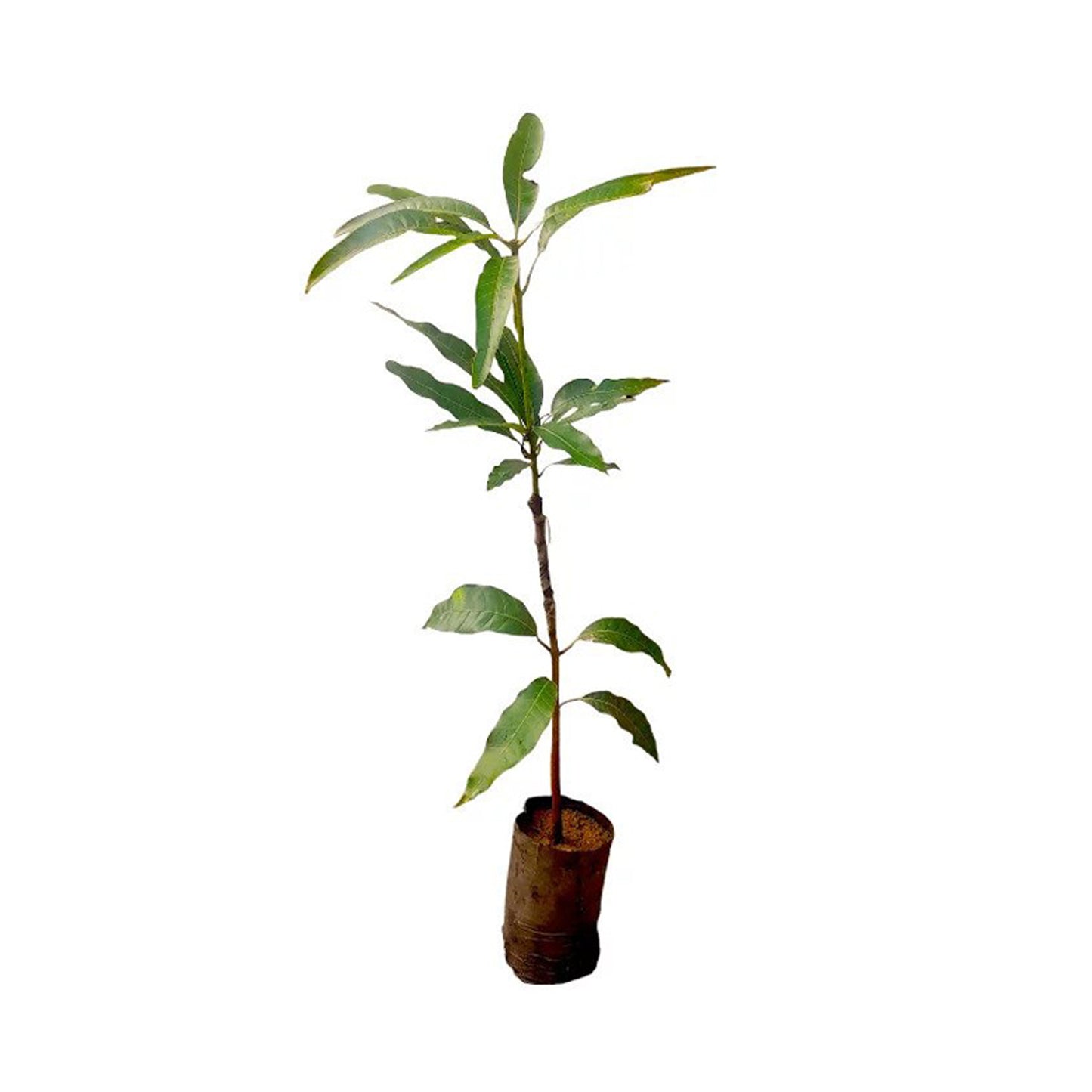 Lakpura® Red Giant Mango Grafted Plant