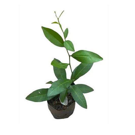 Yaki Naran () Léčivé Rostliny