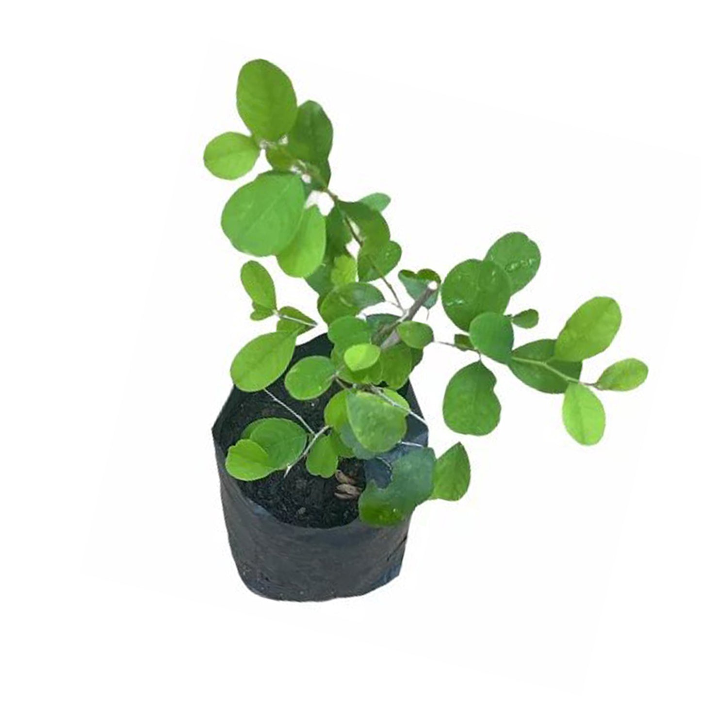 Katupila () Léčivé Rostliny