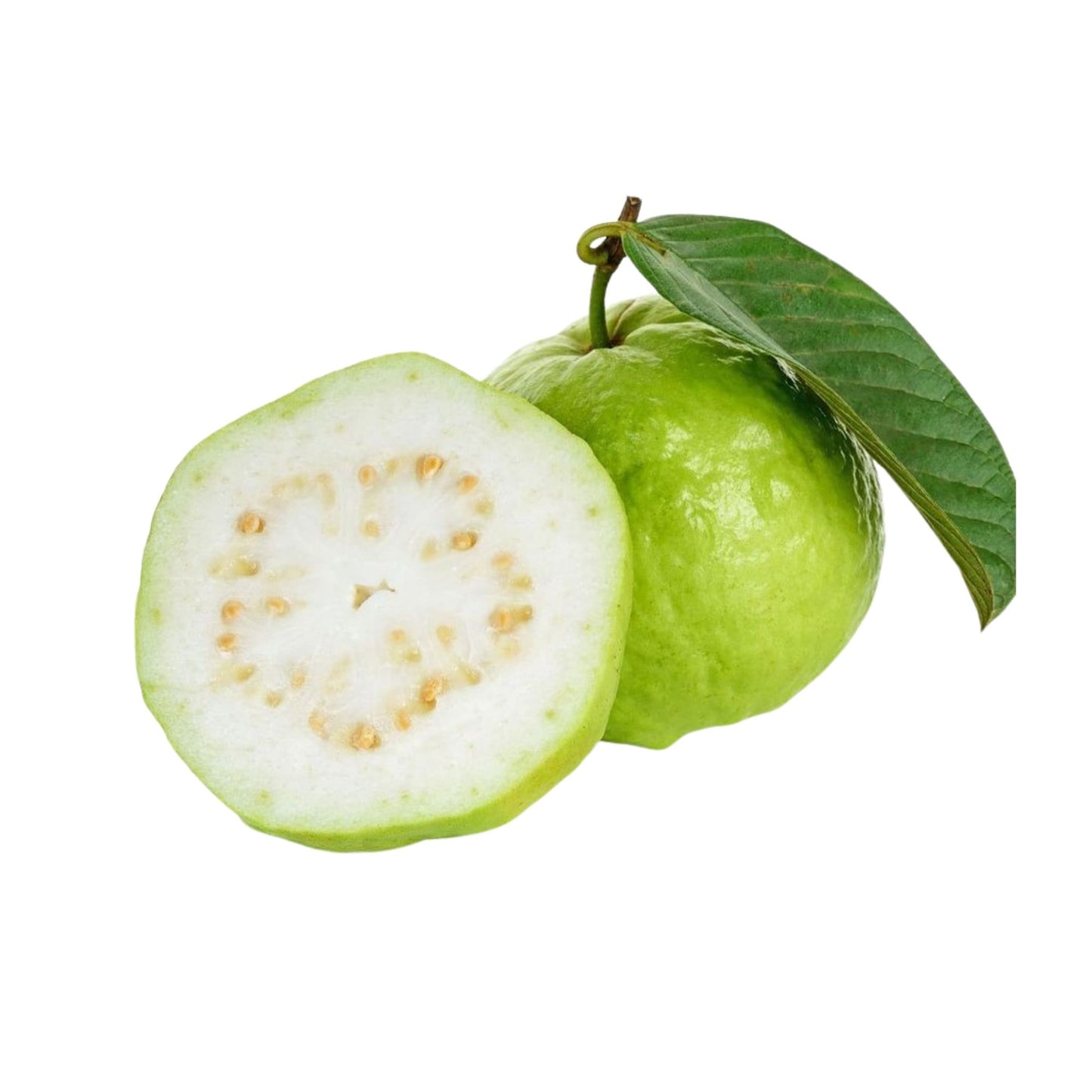 Ovocná rostlina Lakpura Kilo Guava
