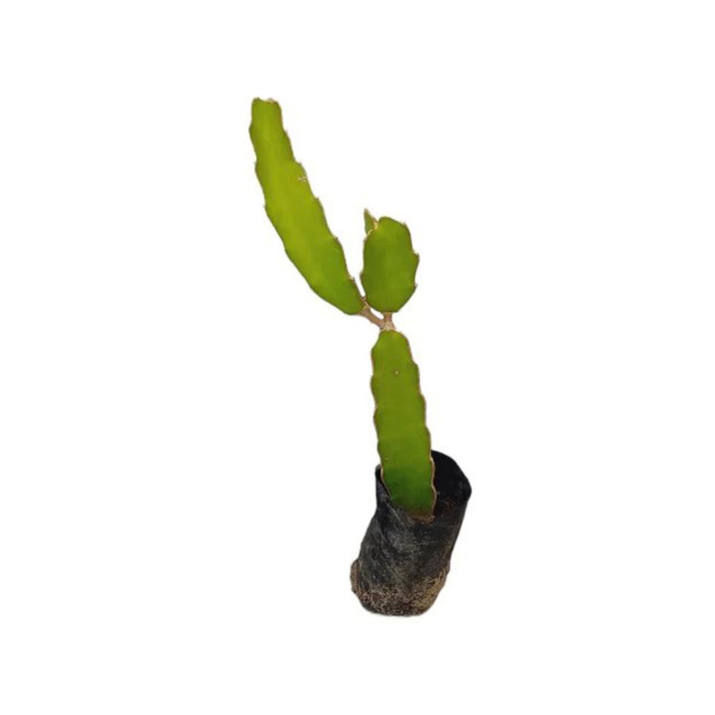 Lakpura® Dragon Fruit (Red) Layered Plant