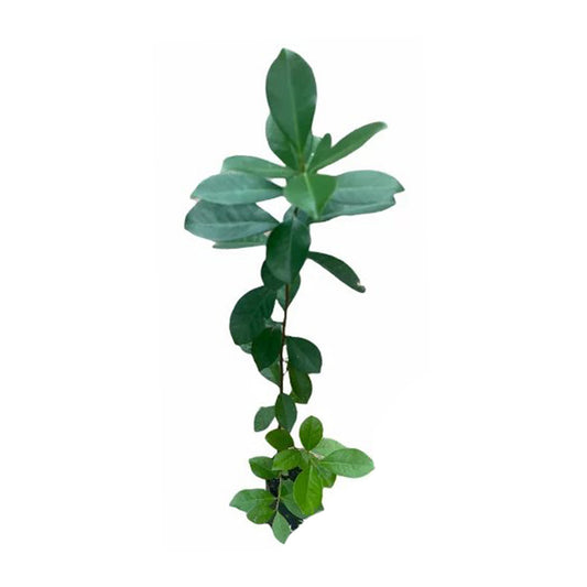 Ovocná rostlina červené čínské guavy Lakpura