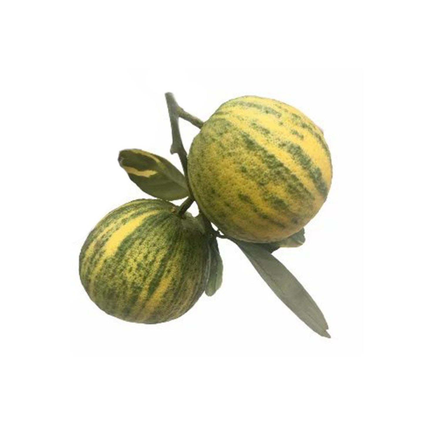 Lakpura® Variegated Yellow Orange Plant