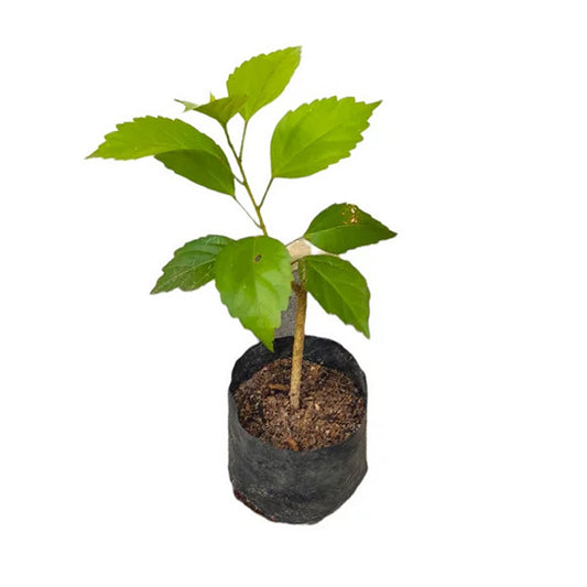 Dvojitý okvětní ibišek (červený) exotická rostlina