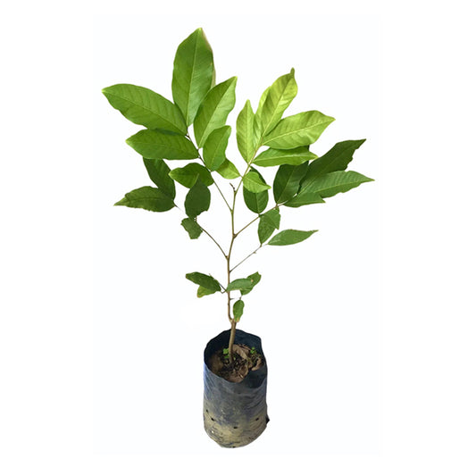 Lakpura Malwana Budded Red Rambutan Fruit Plant